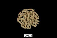 藏品(雙色草包蝸牛)的圖片